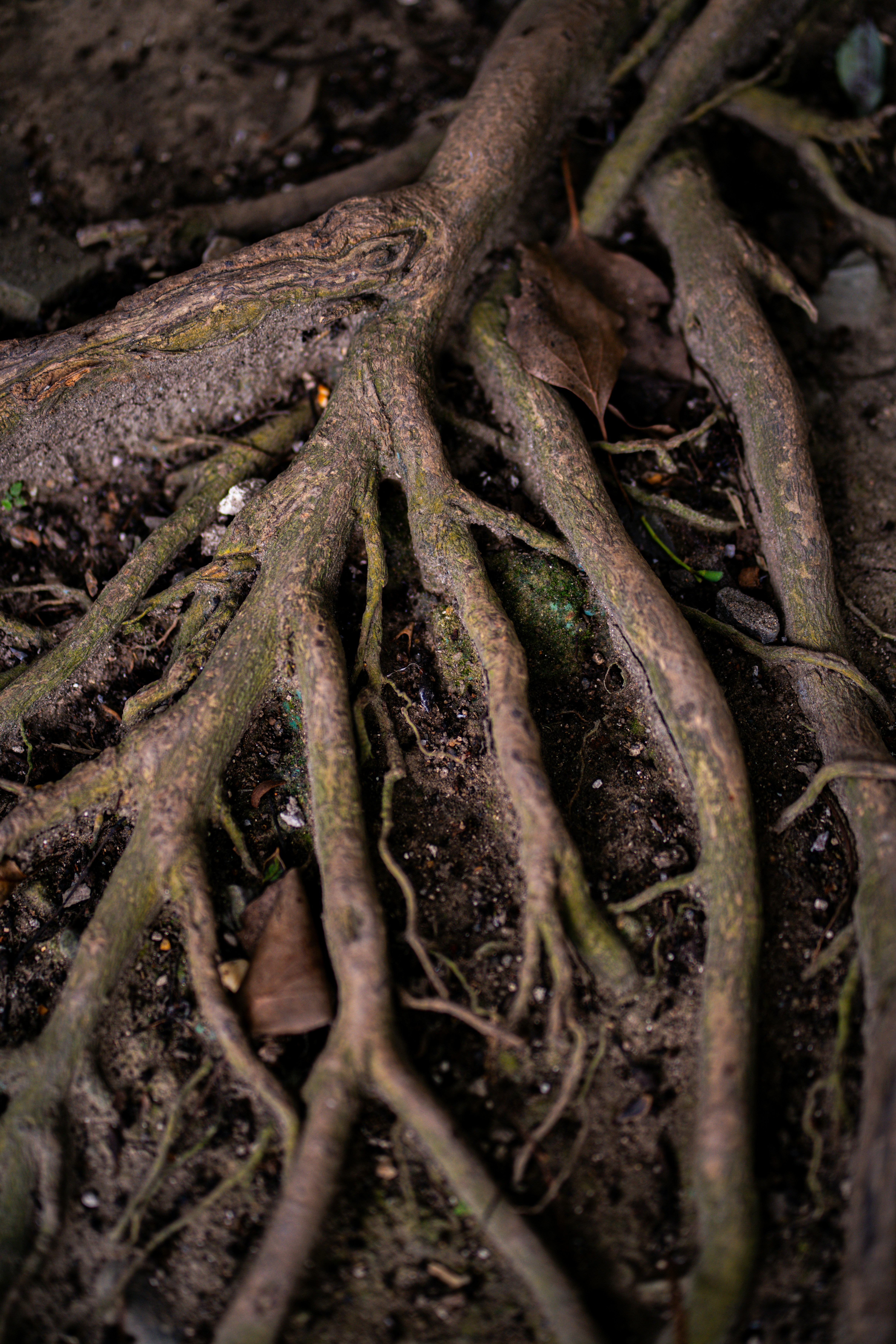 A close up of the roots of a tree photo – Free Soil Image on Unsplash