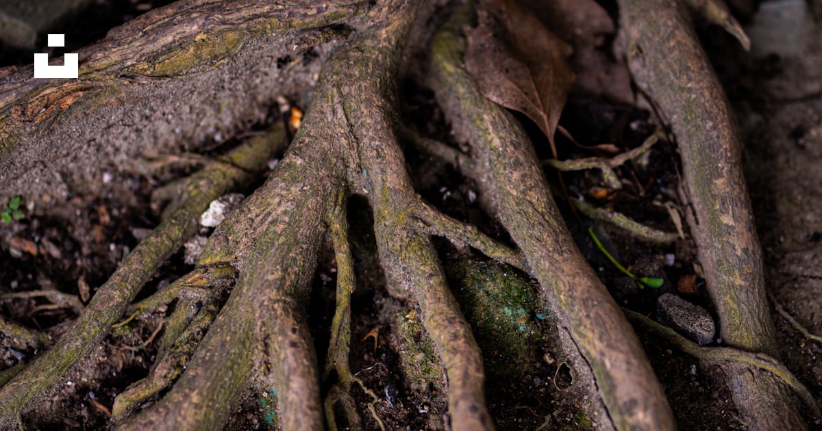 A close up of the roots of a tree photo – Free Soil Image on Unsplash