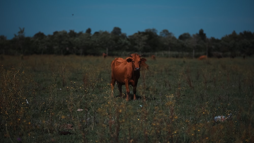 a brown cow standing on top of a lush green field