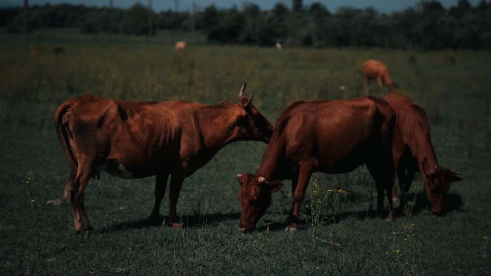 a couple of brown cows standing on top of a lush green field