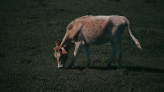 A heavy, milky cow eating peacefully in a traditional khatal in a Bihari village, with the owner watching fondly.