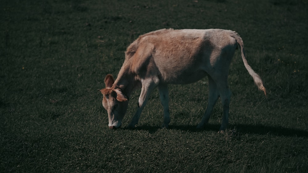 a brown and white cow eating grass in a field