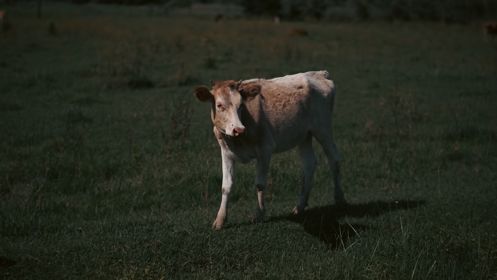 uma vaca marrom e branca em pé no topo de um campo verde exuberante