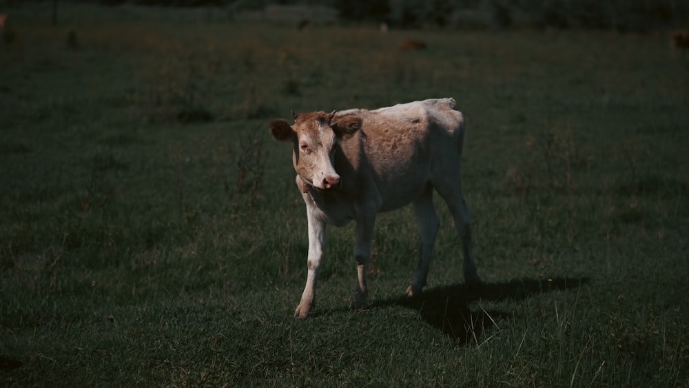 a brown and white cow standing on top of a lush green field