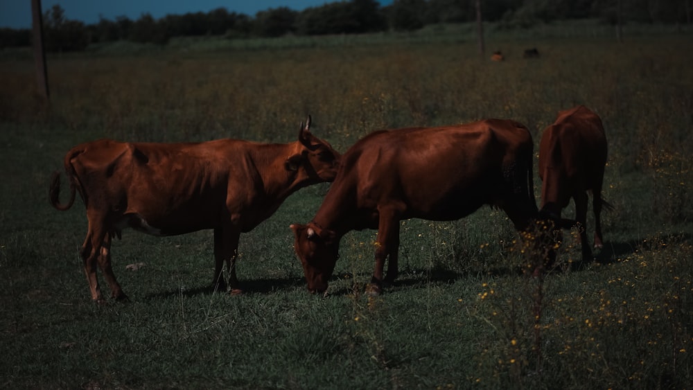 three brown cows grazing in a grassy field