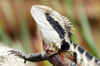 A close-up of a frilled-neck lizard displaying its dramatic frill against a sunset backdrop.