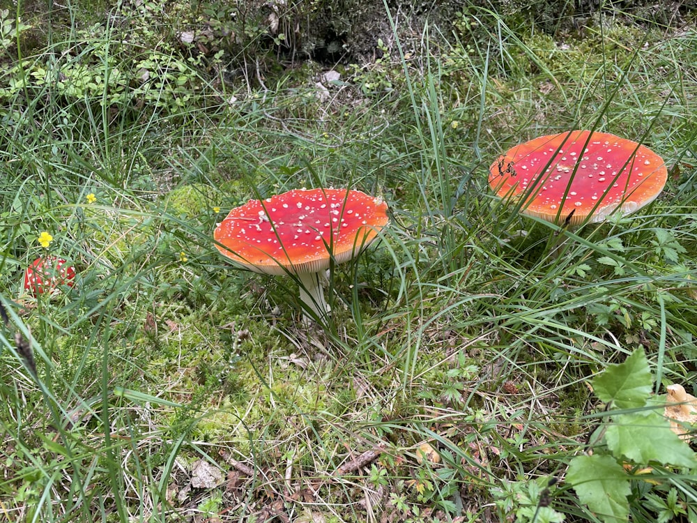 무성한 녹색 들판 위에 앉아 있는 두 개의 붉은 버섯
