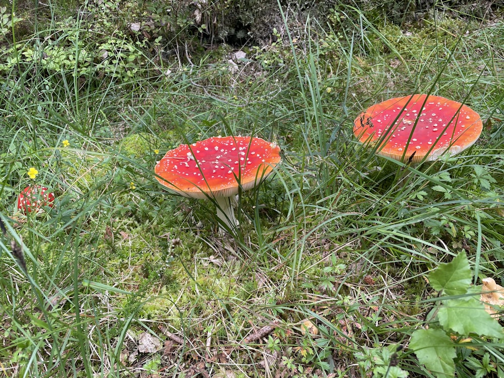 Un par de setas rojas sentadas en la cima de un exuberante campo verde