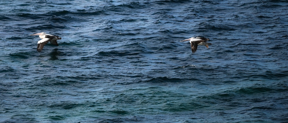 two seagulls flying over a body of water