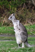A kangaroo stands upright on a grassy area with a backdrop of dense, green foliage. The kangaroo has a grey and brown fur coat, with a lighter underbelly. Its eyes are focused forward, and its ears perk up, attentive to its surroundings.