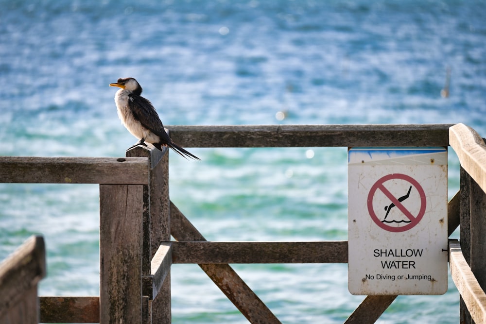 a bird sitting on a wooden railing next to a body of water