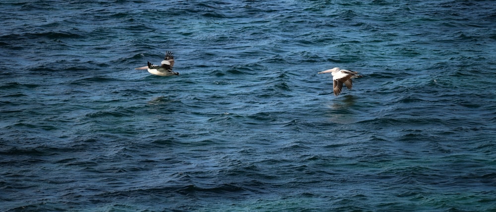 a couple of birds flying over a body of water