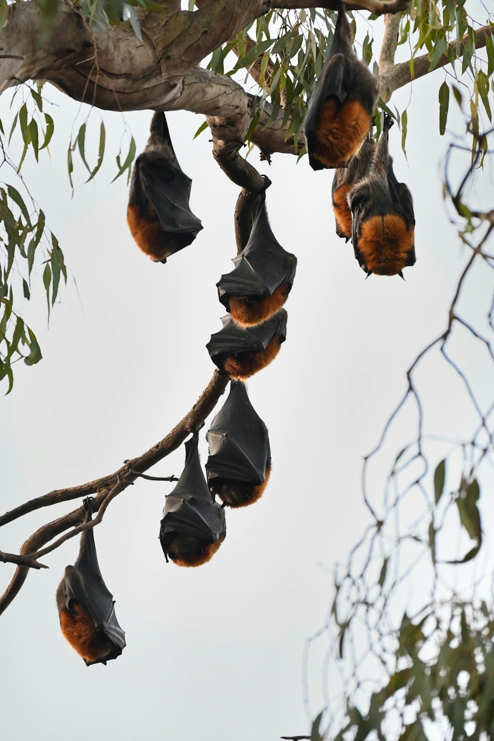 a bunch of bats hanging from a tree branch