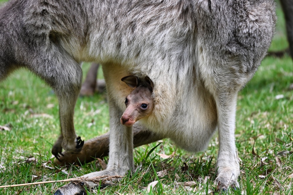 a baby kangaroo nursing from its mother in the grass
