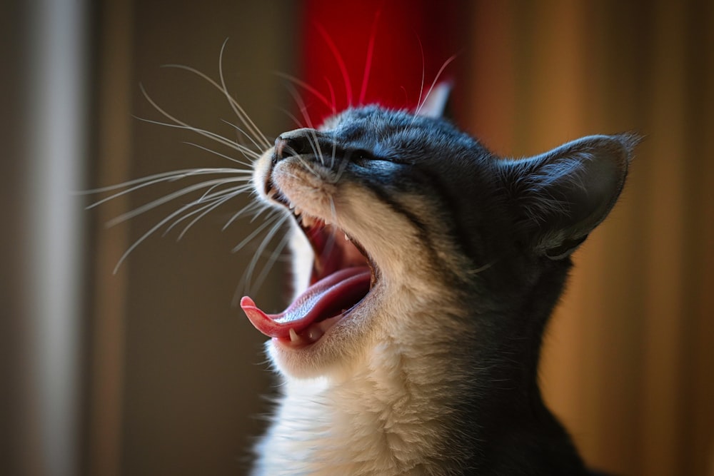 a black and white cat yawning with its mouth open