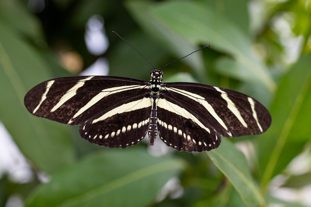 a black and white butterfly sitting on top of a leaf