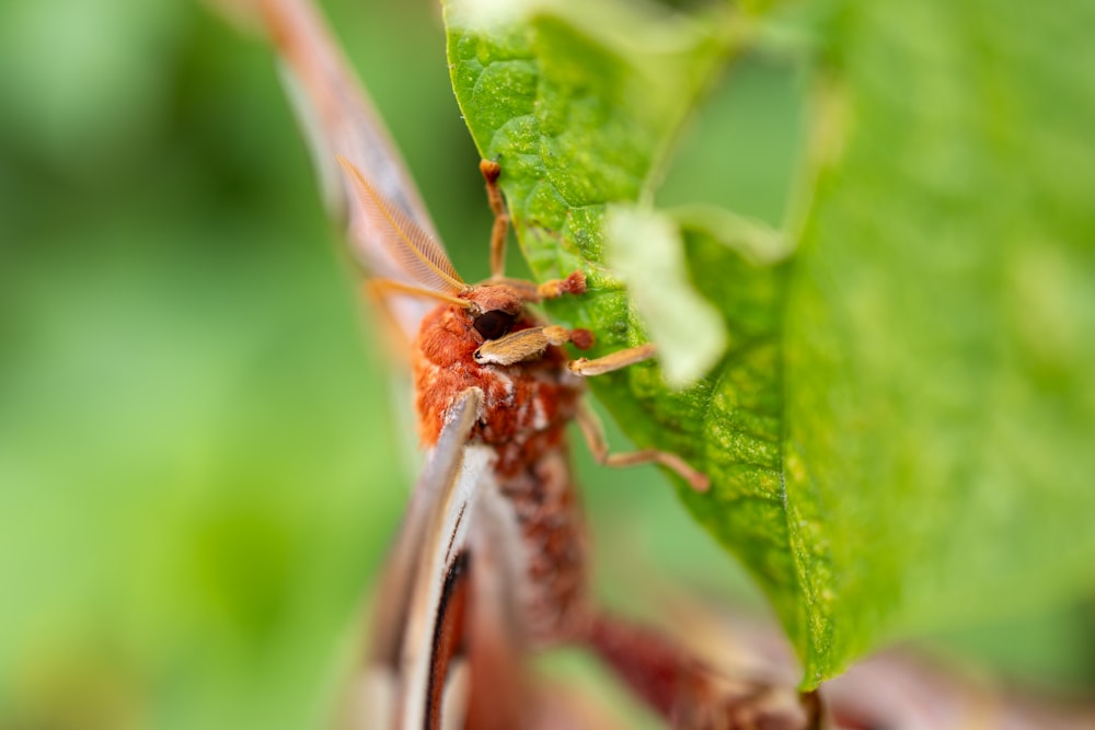 a close up of a bug on a leaf