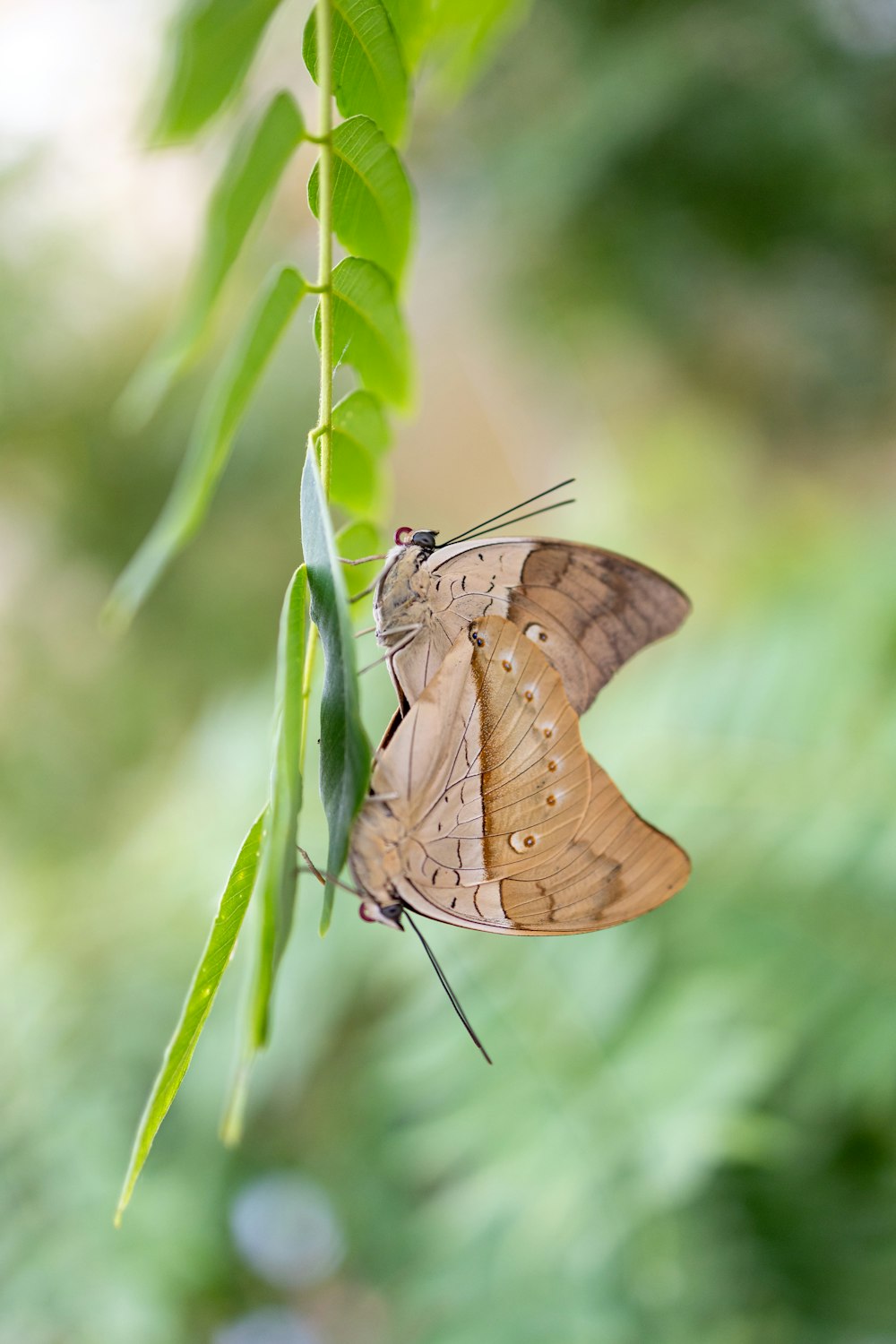 a brown butterfly sitting on top of a green leaf