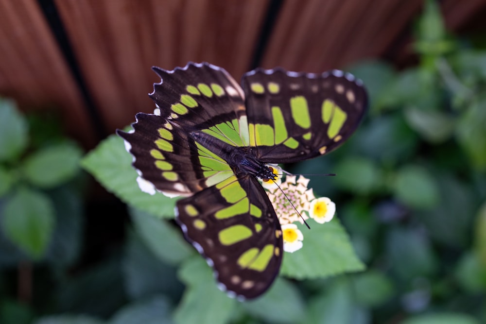 a close up of a butterfly on a flower