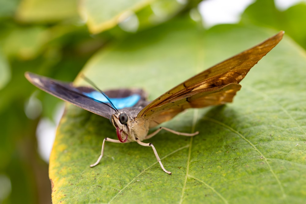 a close up of a butterfly on a leaf