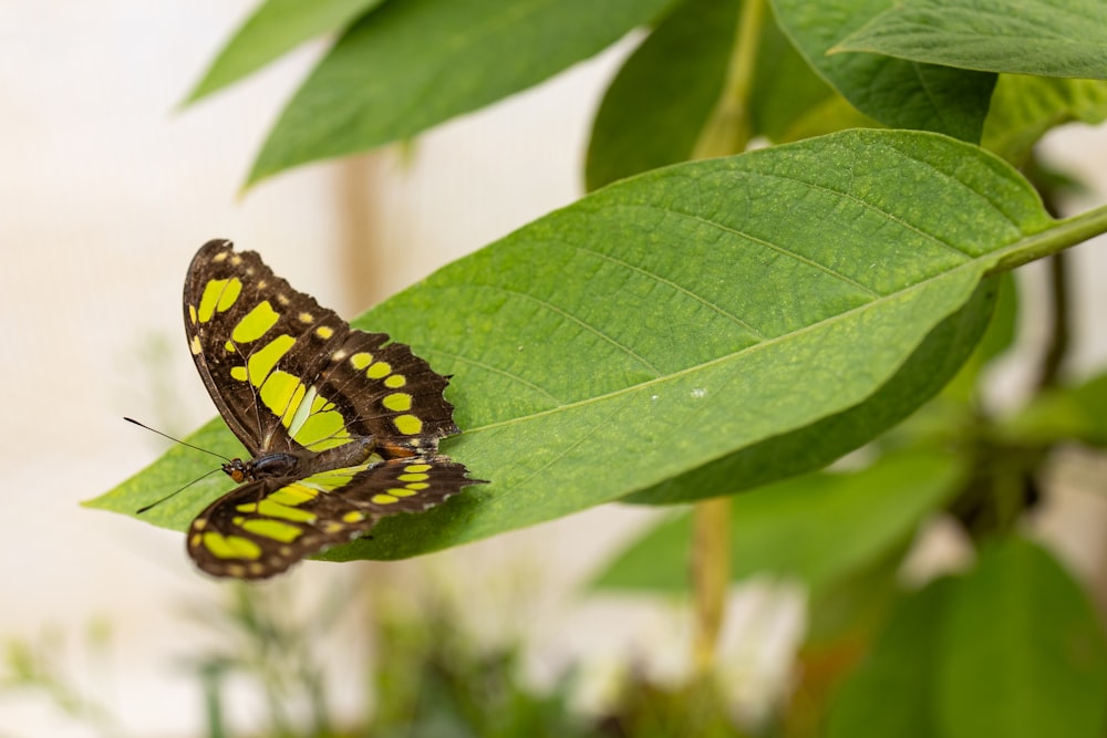 a yellow and black butterfly sitting on a green leaf