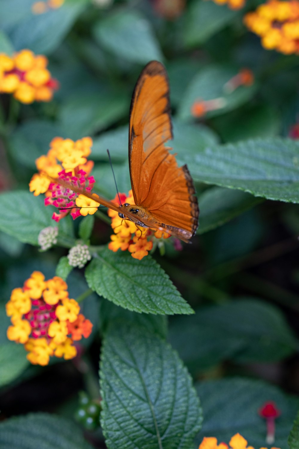 a close up of a butterfly on a flower