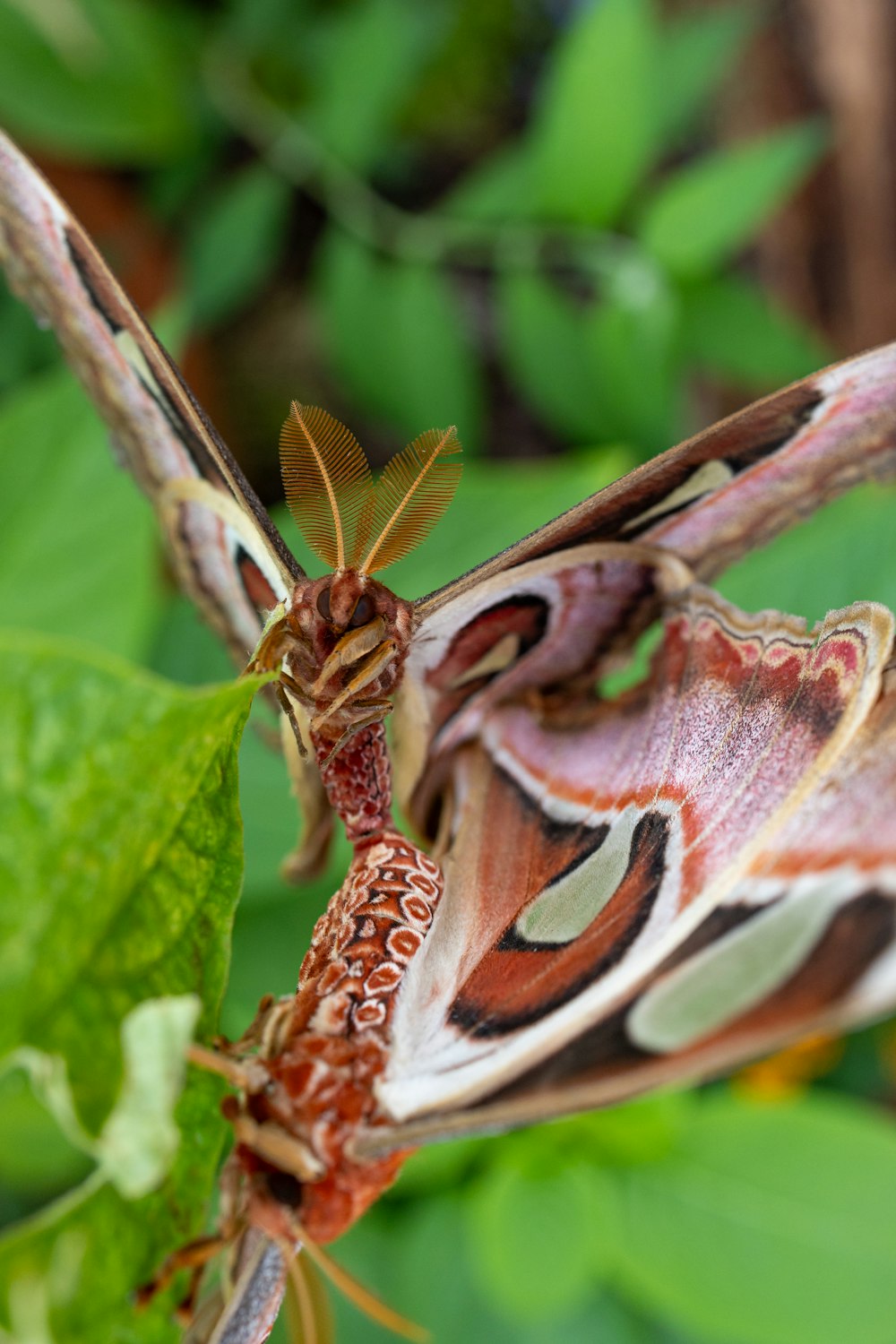 a close up of a moth on a leaf