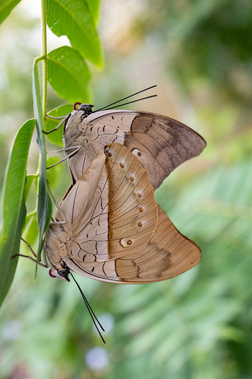 a couple of butterflies sitting on top of a leaf