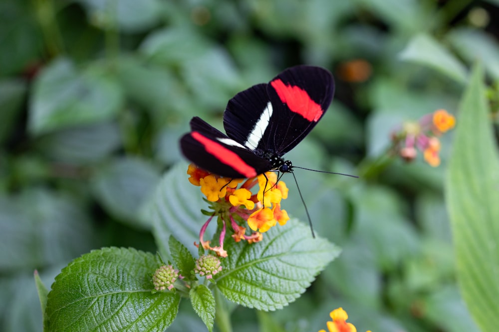 a black and red butterfly sitting on a flower