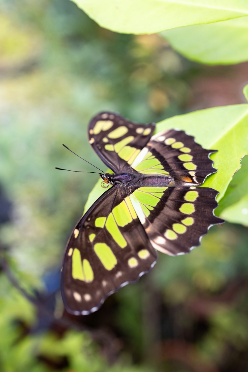 a black and yellow butterfly sitting on a green leaf