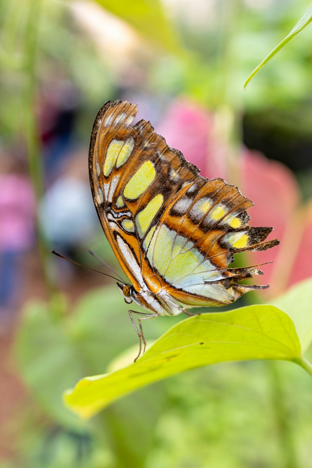 a close up of a butterfly on a leaf