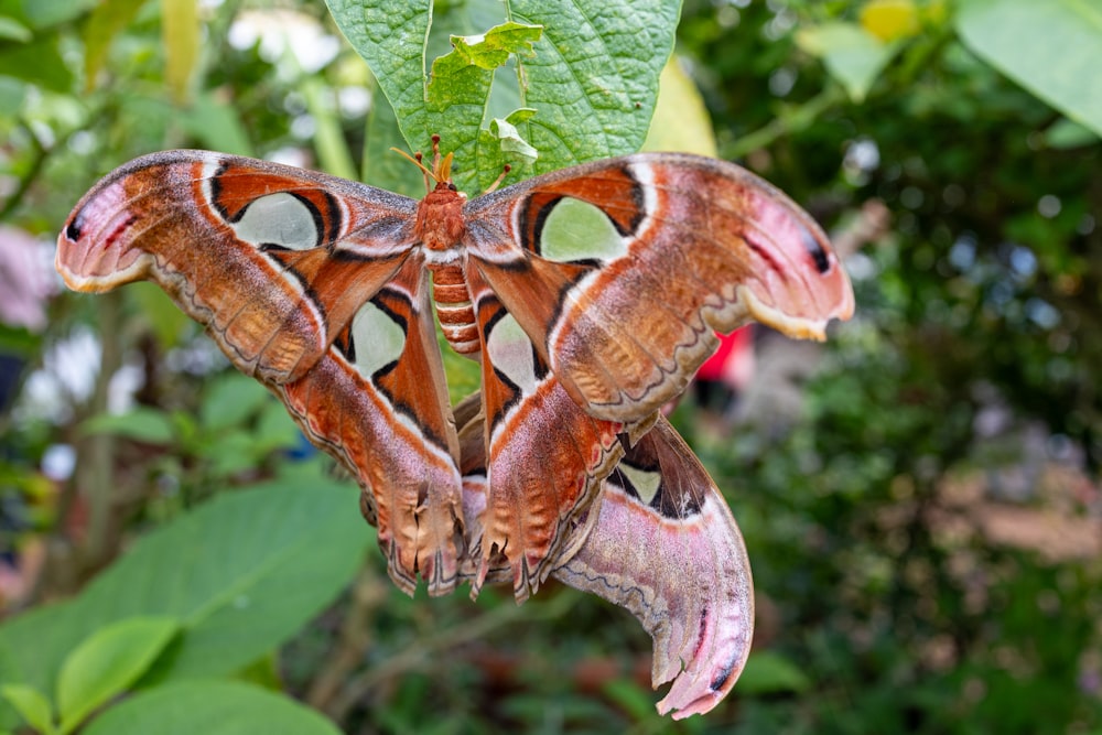 a close up of a moth on a leaf