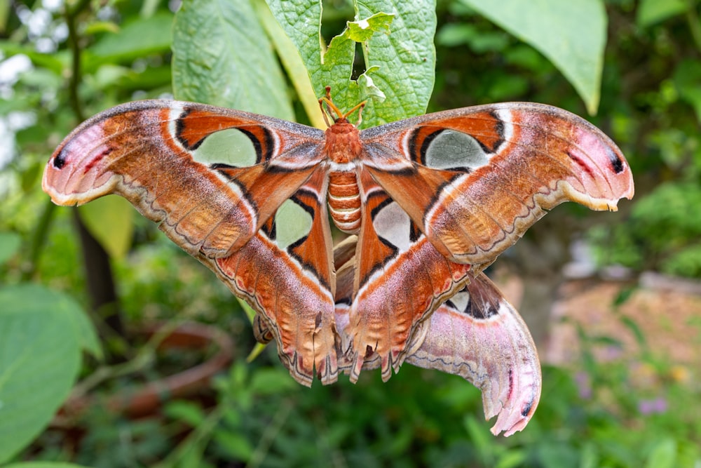 a close up of a moth on a leaf