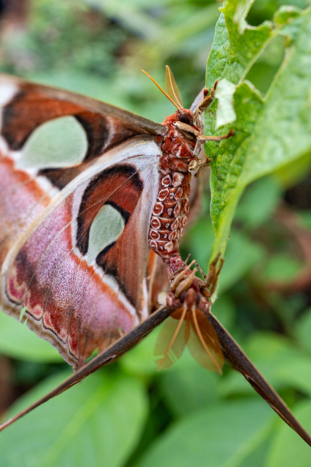 a close up of a butterfly on a leaf