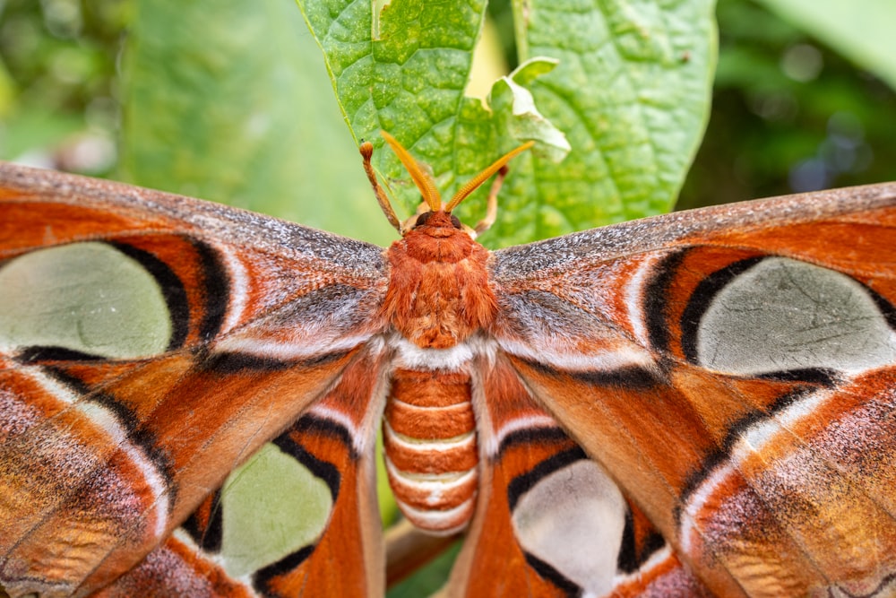 a close up of a butterfly on a leaf