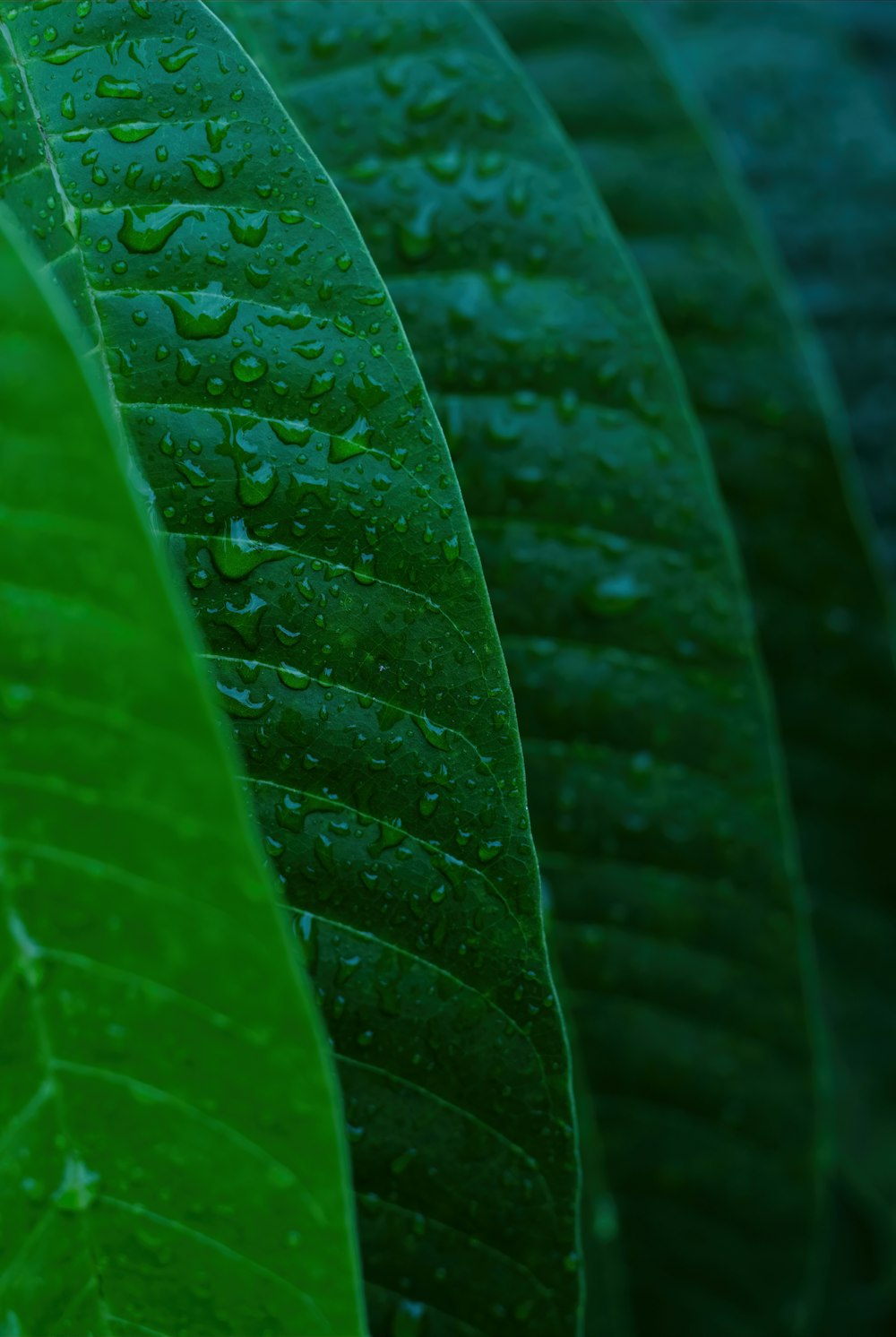 a group of green leaves with water droplets on them