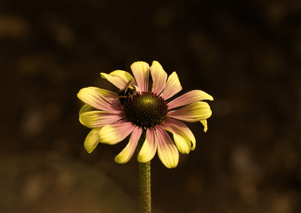 a yellow and pink flower with a bee on it