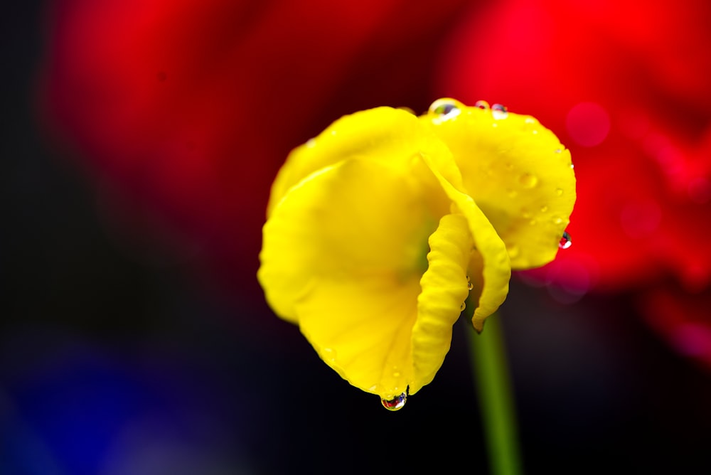 a close up of a yellow flower with drops of water on it