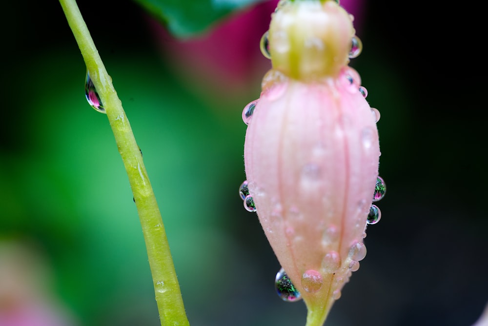 a pink flower with drops of water on it