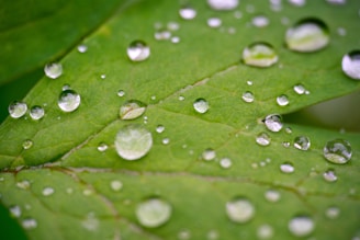 Close-up of golden oil drops glistening on fresh green leaves.