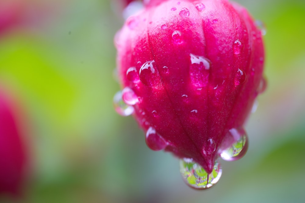 a red flower with drops of water on it