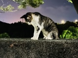 A cat with a black and white coat is intently staring at a centipede crawling on a rough concrete surface. The scene is set outdoors at night, with dim streetlights and dark trees in the background, creating a contrast against the vivid green leaves and the cat's fur.