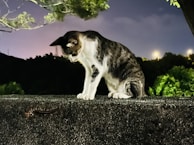 A cat with a black and white coat is intently staring at a centipede crawling on a rough concrete surface. The scene is set outdoors at night, with dim streetlights and dark trees in the background, creating a contrast against the vivid green leaves and the cat's fur.