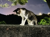 A cat with a black and white coat is intently staring at a centipede crawling on a rough concrete surface. The scene is set outdoors at night, with dim streetlights and dark trees in the background, creating a contrast against the vivid green leaves and the cat's fur.