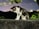 A cat with a black and white coat is intently staring at a centipede crawling on a rough concrete surface. The scene is set outdoors at night, with dim streetlights and dark trees in the background, creating a contrast against the vivid green leaves and the cat's fur.
