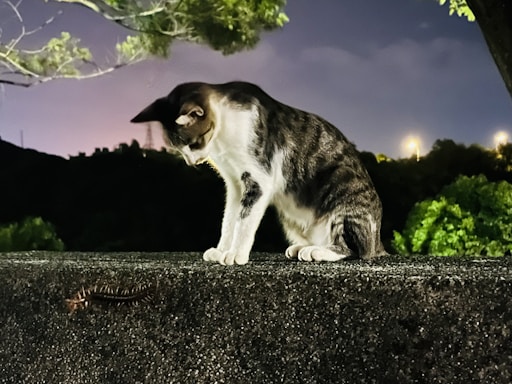 A cat with a black and white coat is intently staring at a centipede crawling on a rough concrete surface. The scene is set outdoors at night, with dim streetlights and dark trees in the background, creating a contrast against the vivid green leaves and the cat's fur.