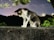 A cat with a black and white coat is intently staring at a centipede crawling on a rough concrete surface. The scene is set outdoors at night, with dim streetlights and dark trees in the background, creating a contrast against the vivid green leaves and the cat's fur.