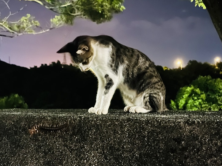A cat with a black and white coat is intently staring at a centipede crawling on a rough concrete surface. The scene is set outdoors at night, with dim streetlights and dark trees in the background, creating a contrast against the vivid green leaves and the cat's fur.