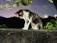 A cat with a black and white coat is intently staring at a centipede crawling on a rough concrete surface. The scene is set outdoors at night, with dim streetlights and dark trees in the background, creating a contrast against the vivid green leaves and the cat's fur.