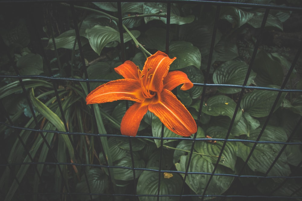 a flower that is sitting on a wire fence